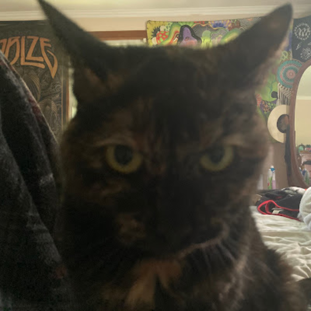 Meet your Posher, Cassidy